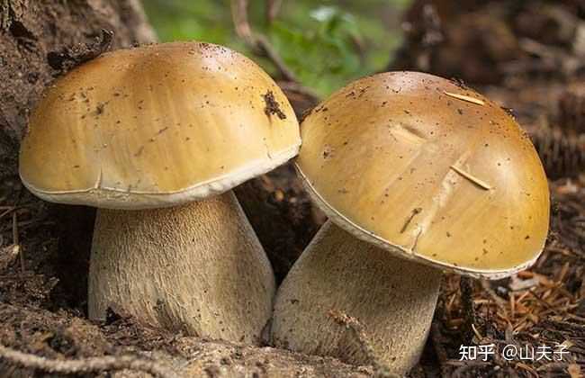 黄裙竹荪蘑菇有毒吗_黄裙竹荪蘑菇 可以吃吗_黄裙竹荪吃了会死吗